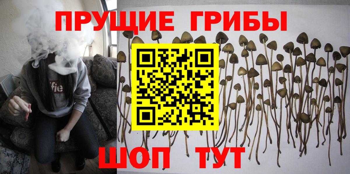 Гусиноозёрск  Галлюциногенные грибы ЛСД  Вход с VPN 